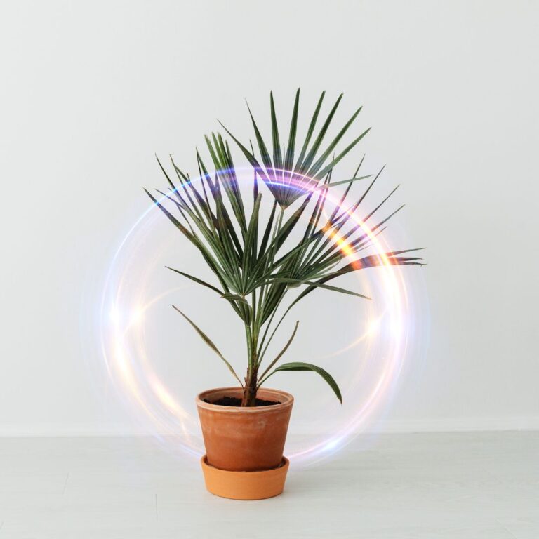 bubble plant in quality