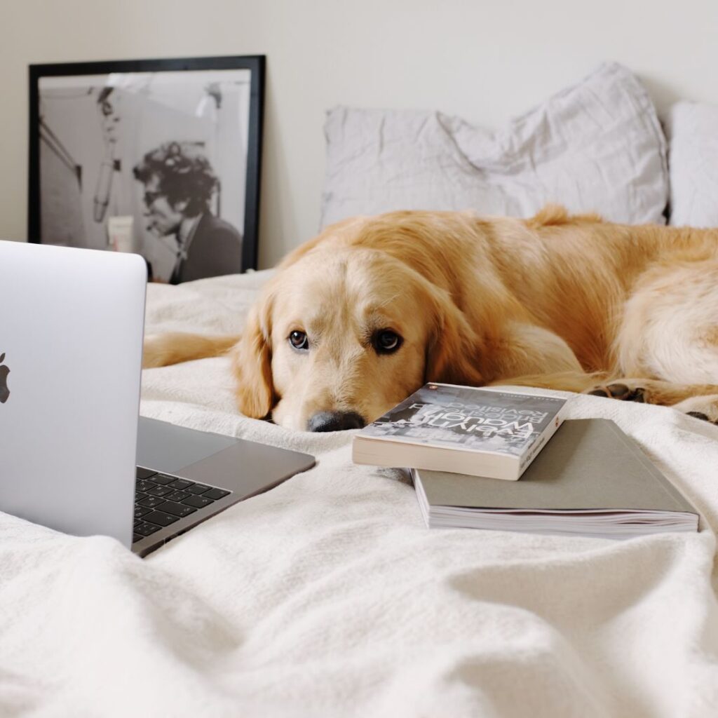 Cute purebred dog resting on bed near laptop in apartment