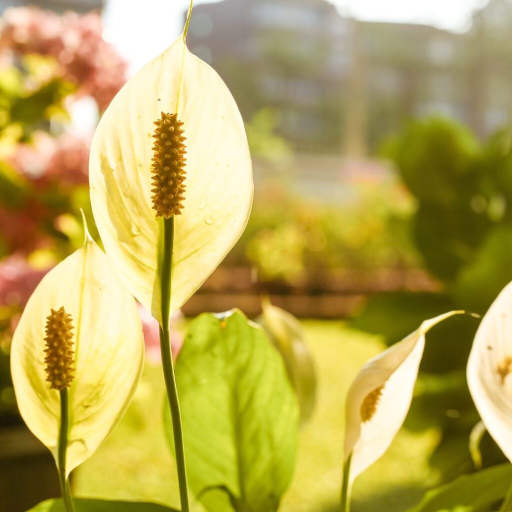 Flower with sunlight at home