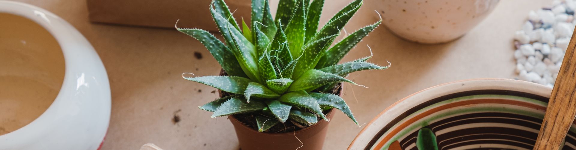 Transplanting succulent plants, home related hobby