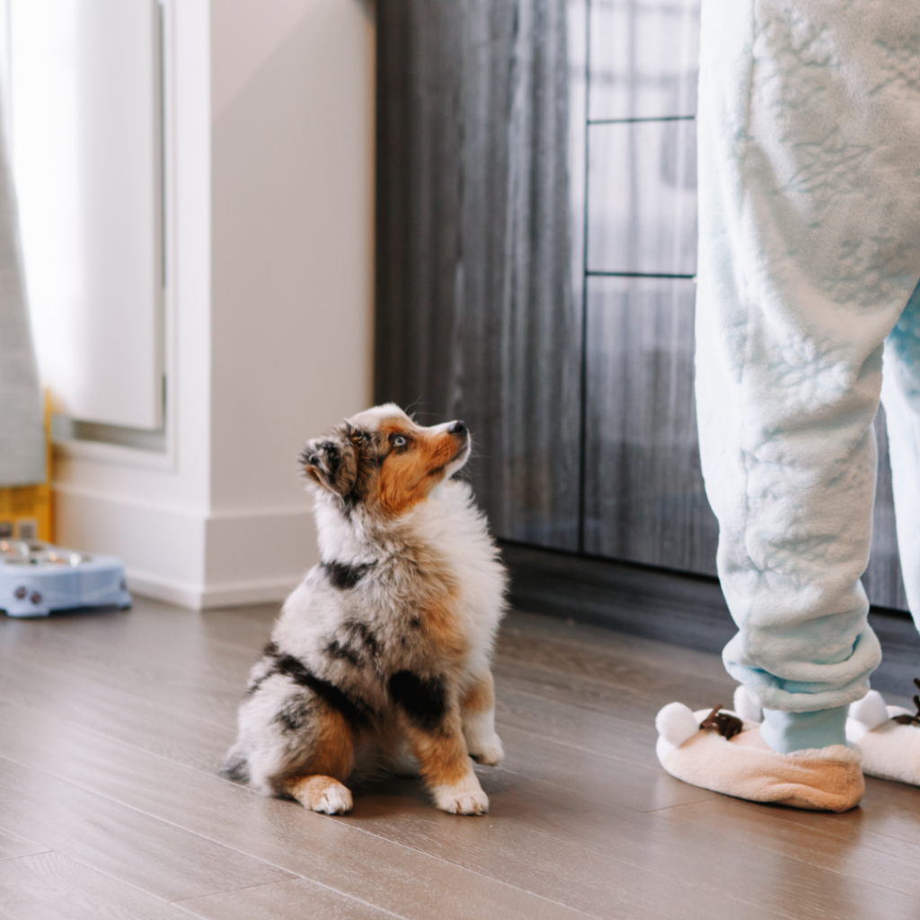 Pet Owner Training Their Dog